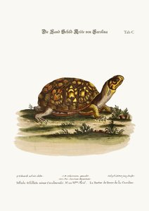 La tortuga terrestre de Carolina, 1749-73